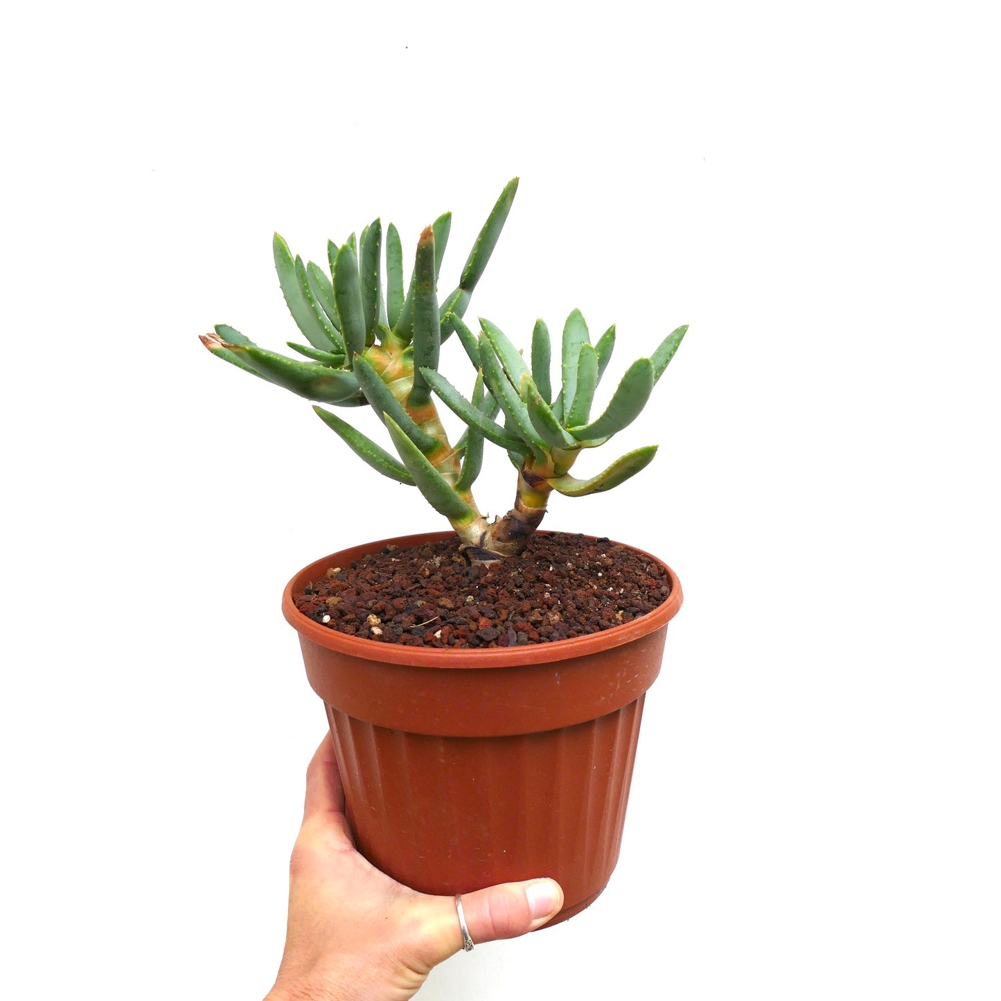 Aloidendron ramosissimum (syn. Aloe ramosissima)