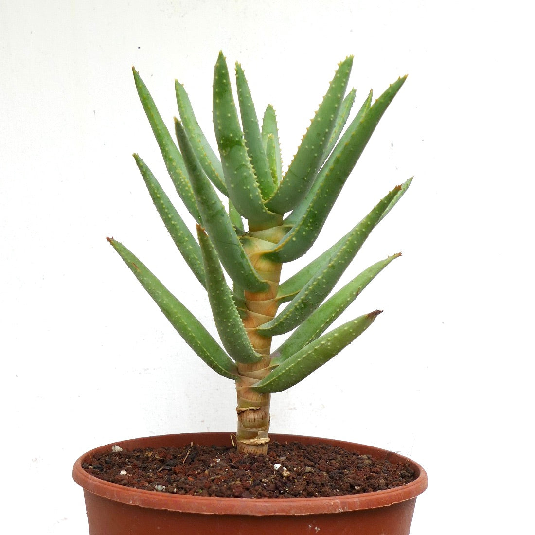 Aloidendron dichotomum (syn. Aloe dichotoma)