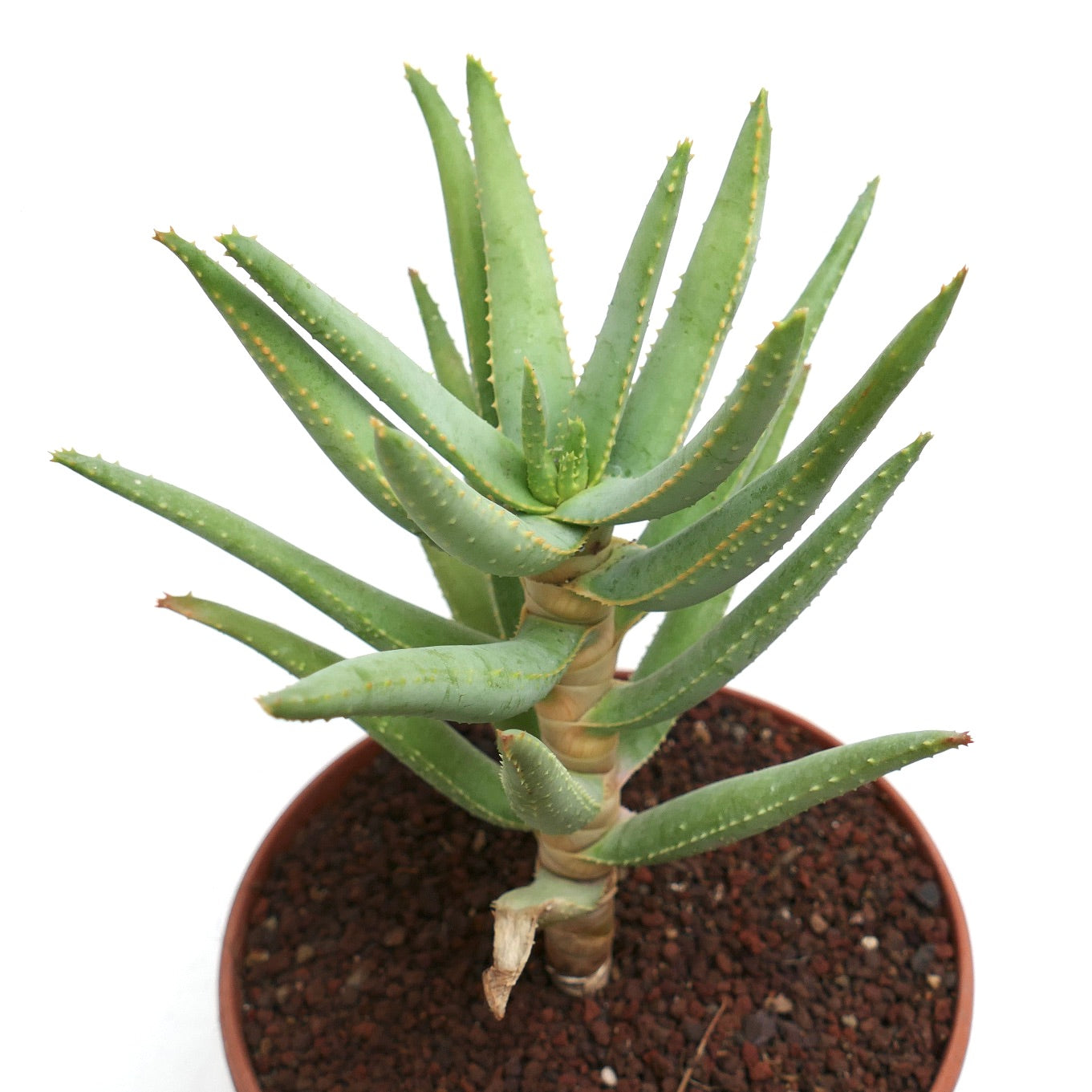 Aloidendron dichotomum (syn. Aloe dichotoma)