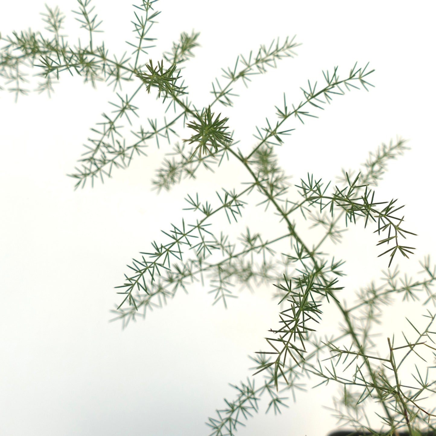 Asparagus acutifolius 20-30cm