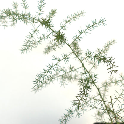 Asparagus acutifolius 20-30cm