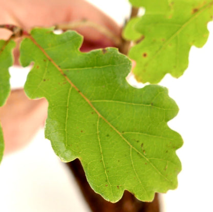 Quercus pubescens 15-30cm