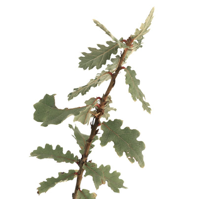 Quercus pubescens 15-30cm