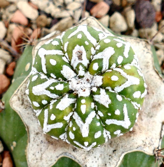 Astrophytum asterias V-TYPE ZML