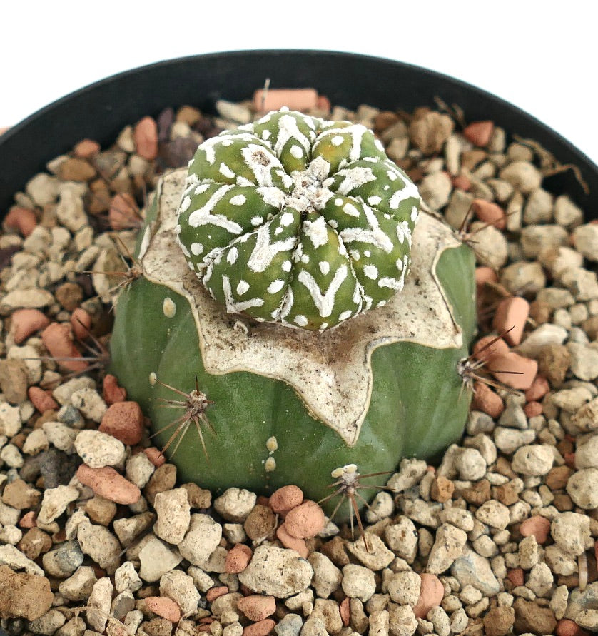 Astrophytum asterias V-TYPE ZML