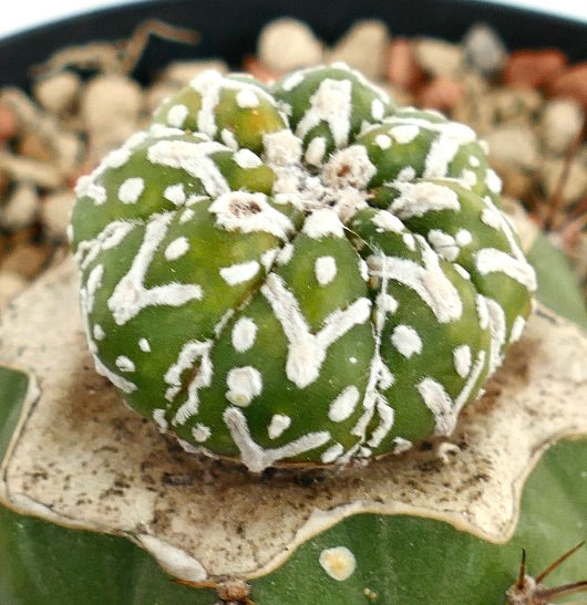 Astrophytum asterias V-TYPE ZML