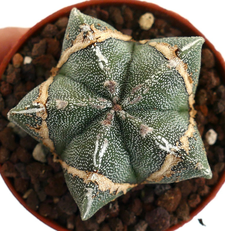 Astrophytum myriostigma BROWN MARKS 60M