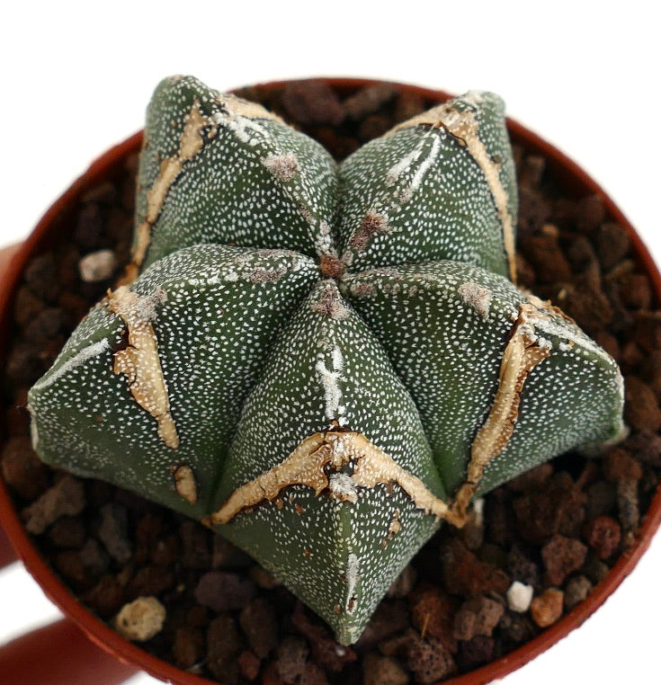 Astrophytum myriostigma BROWN MARKS 60M