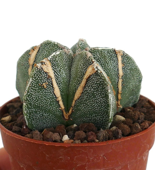 Astrophytum myriostigma BROWN MARKS 60M