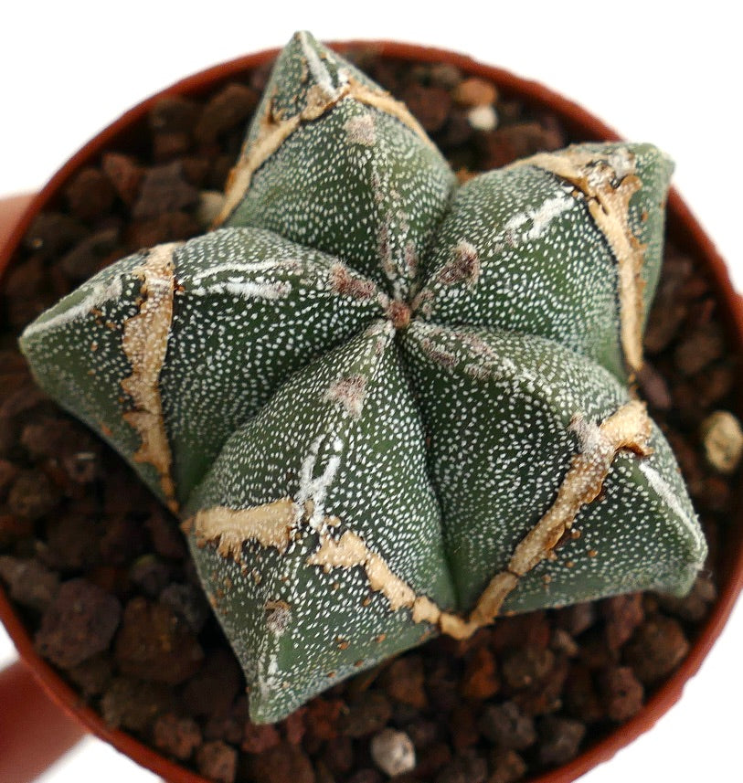 Astrophytum myriostigma BROWN MARKS 60M