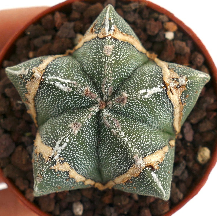 Astrophytum myriostigma BROWN MARKS 60M