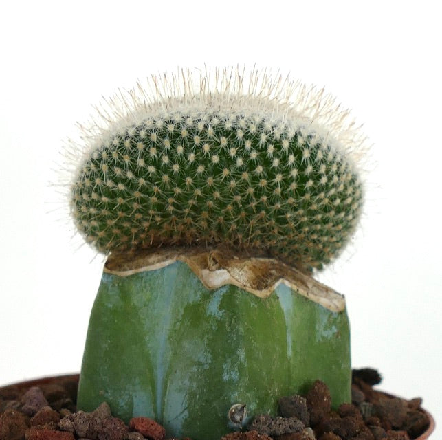 Mammillaria haageana CRESTED 8A