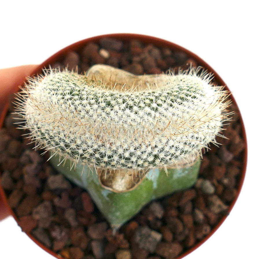 Mammillaria haageana CRESTED 8A