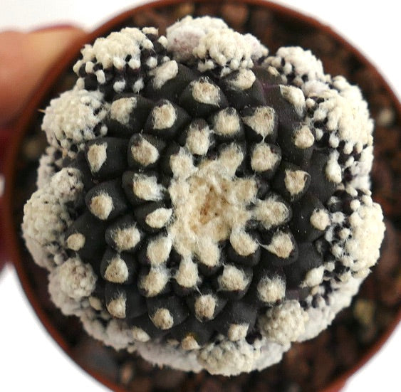 Copiapoa tenuissima cultivar 9B