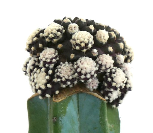 Copiapoa tenuissima cultivar 9B