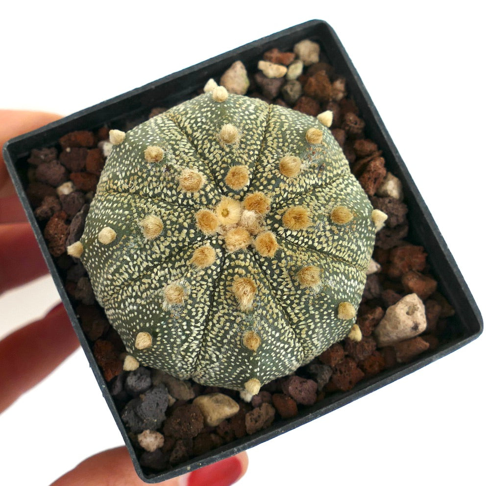 Astrophytum asterias LI9