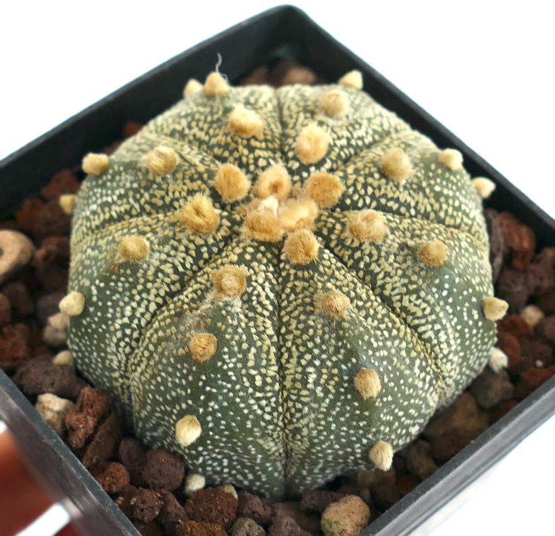 Astrophytum asterias LI9