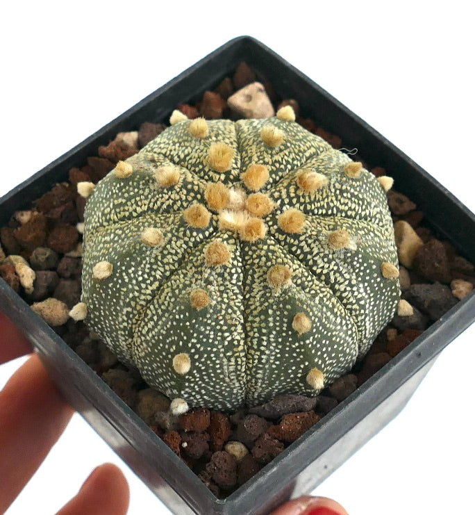 Astrophytum asterias LI9