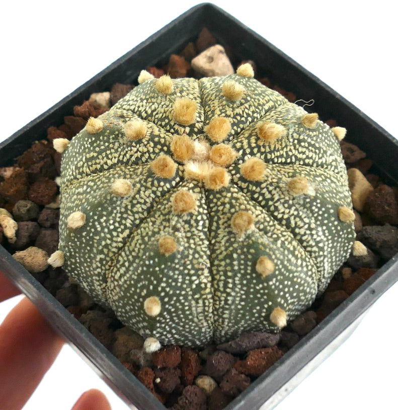 Astrophytum asterias LI9