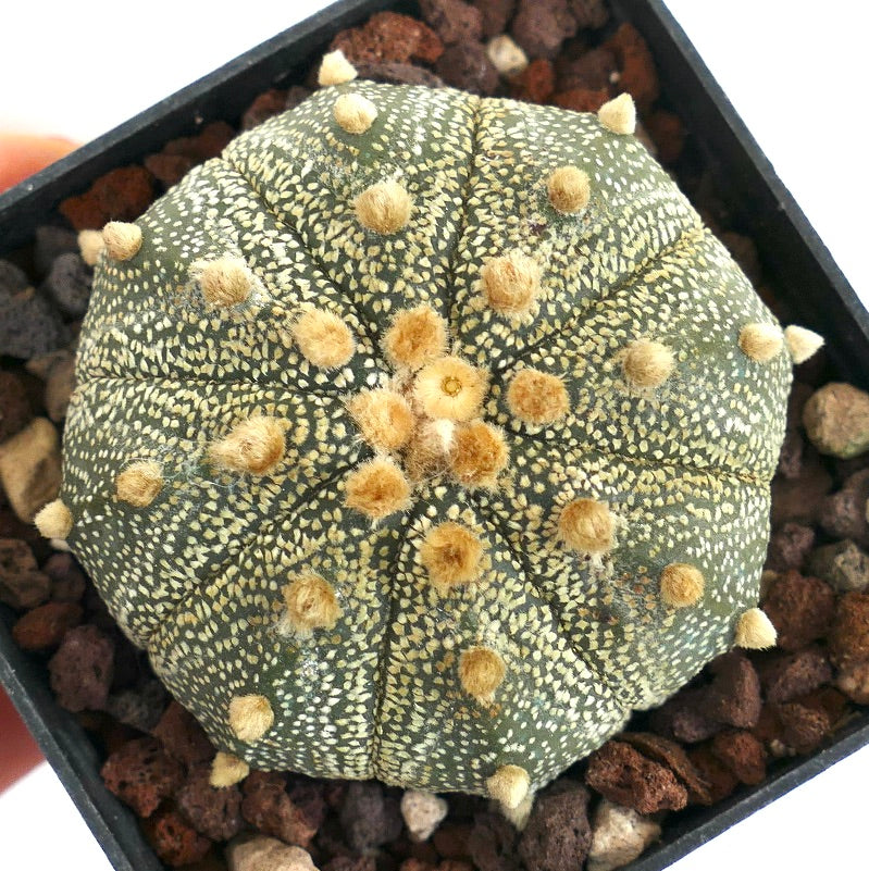 Astrophytum asterias LI9