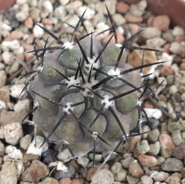 Copiapoa cinerea PR7