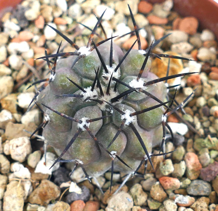 Copiapoa cinerea PR7