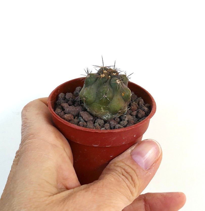 Copiapoa desertorum M1X