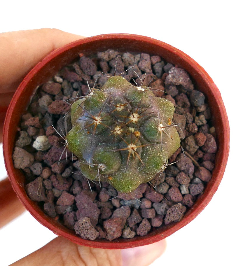 Copiapoa desertorum M1X