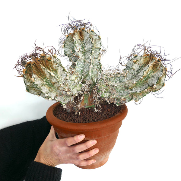 L6860577_grande.jpg?v=1710157733