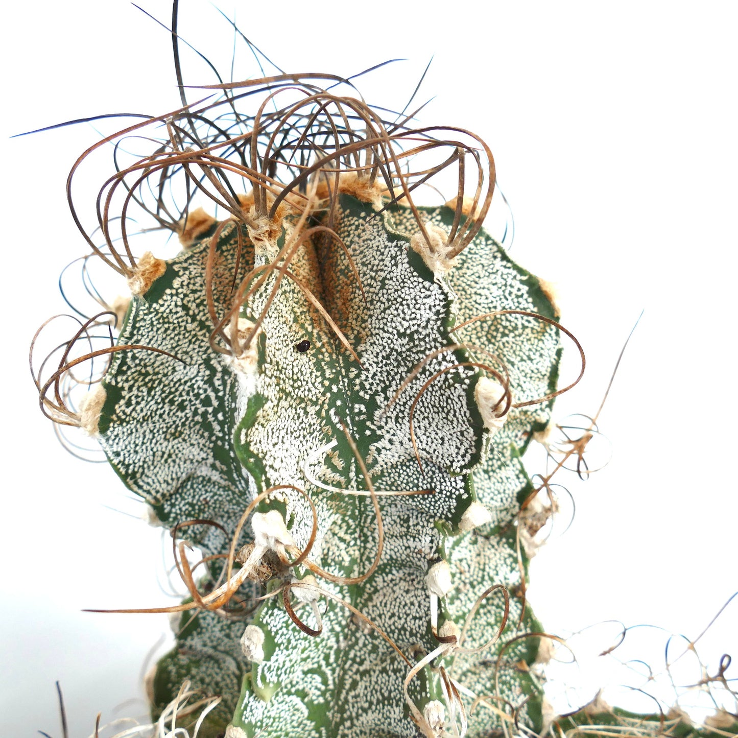 Astrophytum capricorne var. niveum S944