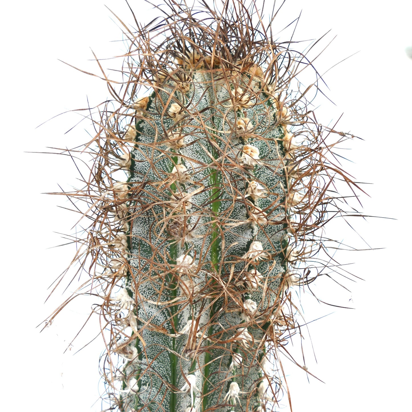 Astrophytum capricorne (Mina, Nuevo León) SUL81