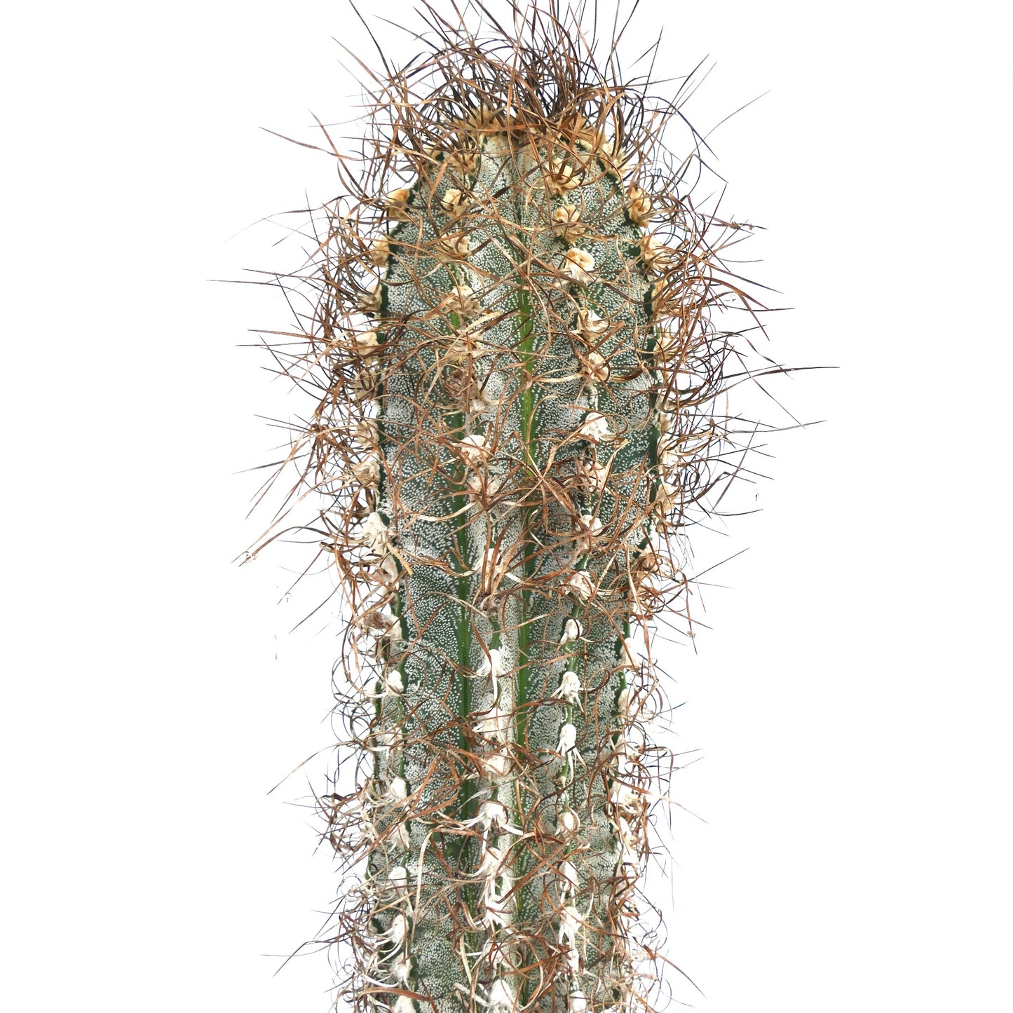 Astrophytum capricorne (Mina, Nuevo León) SUL81