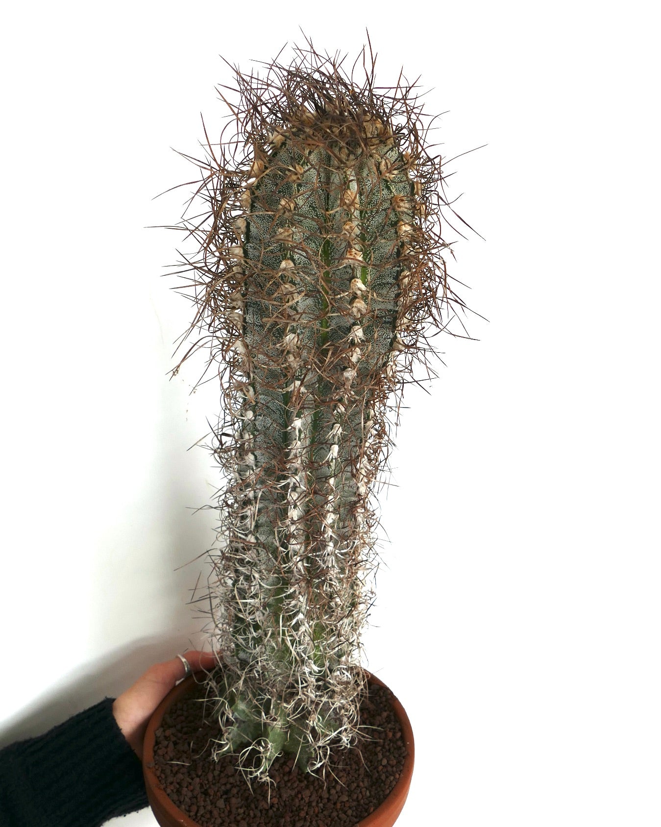 Astrophytum capricorne (Mina, Nuevo León) SUL81