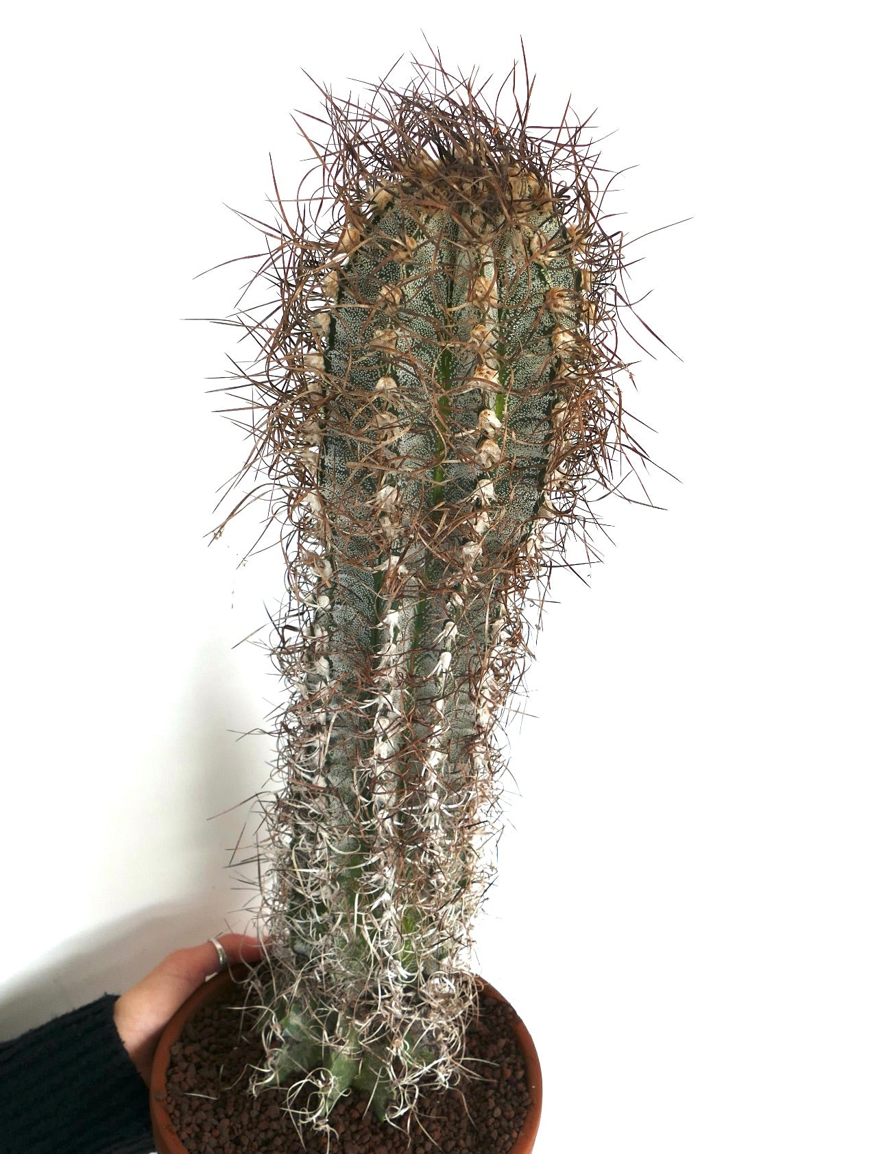 Astrophytum capricorne (Mina, Nuevo León) SUL81