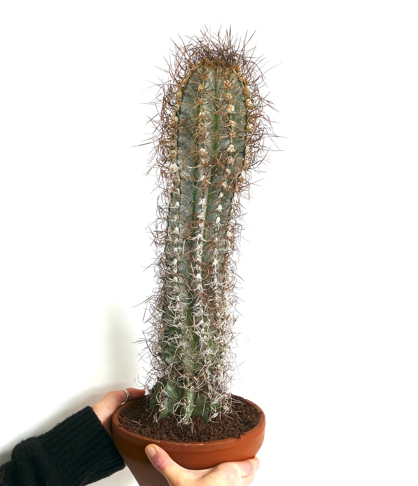 Astrophytum capricorne (Mina, Nuevo León) SUL81