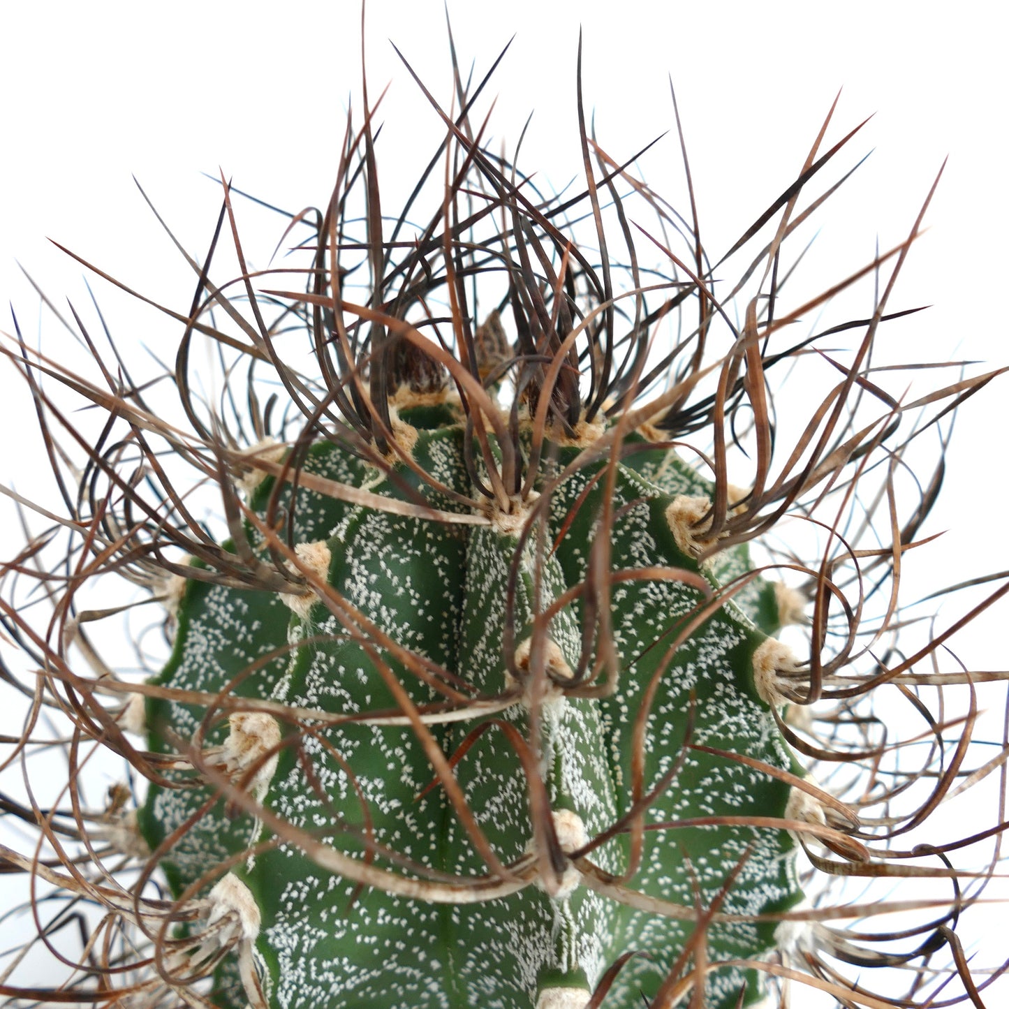 Astrophytum capricorne (Mina, Nuevo León) LNA15