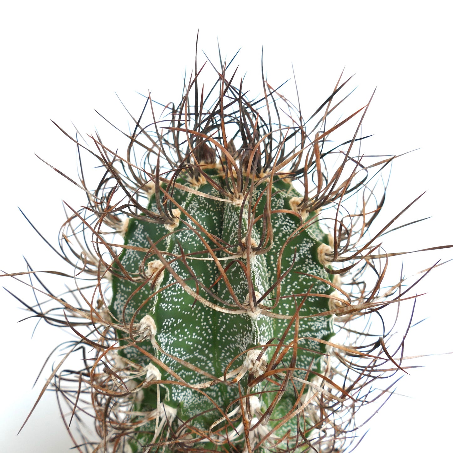 Astrophytum capricorne (Mina, Nuevo León) LNA15