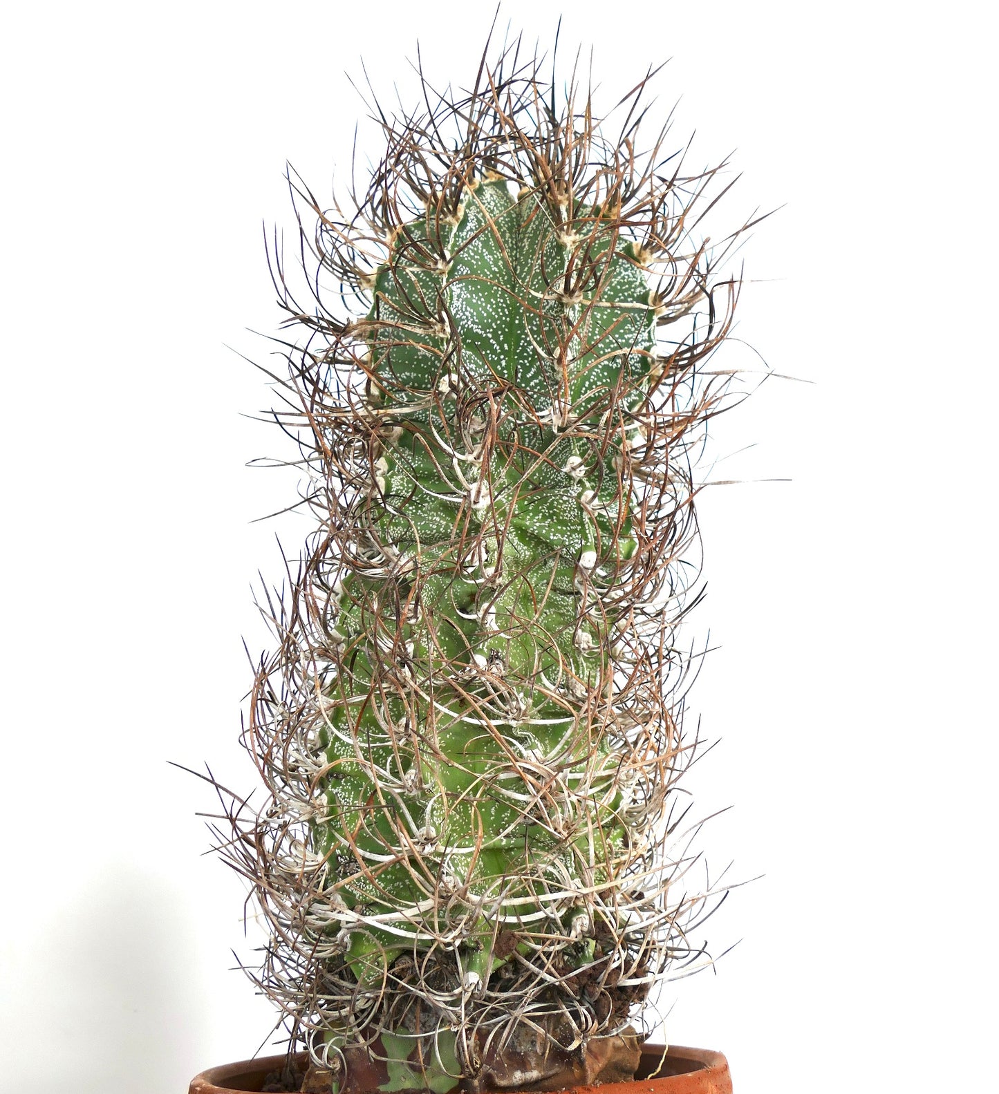 Astrophytum capricorne (Mina, Nuevo León) LNA15