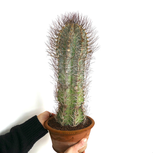 Astrophytum capricorne (south of Mina, Nuevo León) CRA11