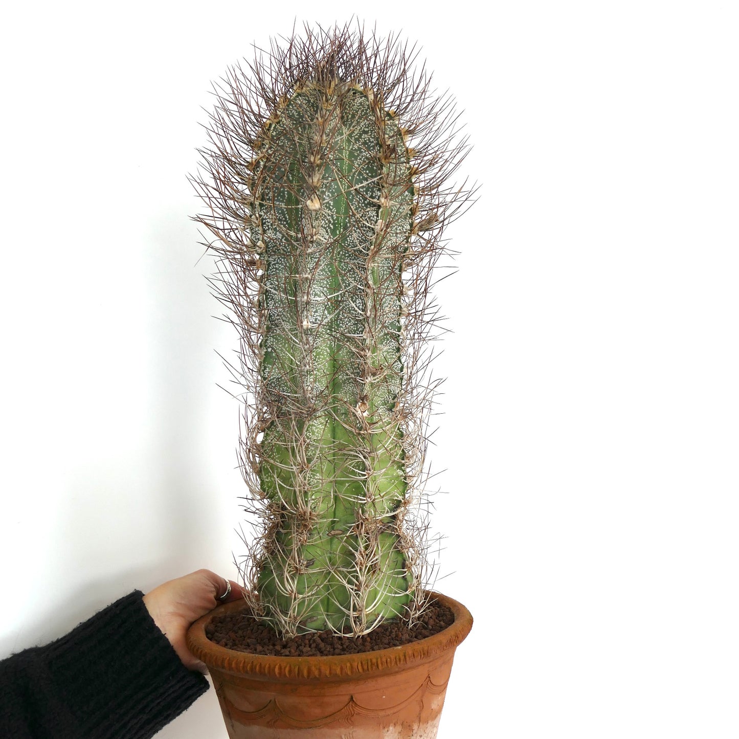 Astrophytum capricorne (south of Mina, Nuevo León) CRA11