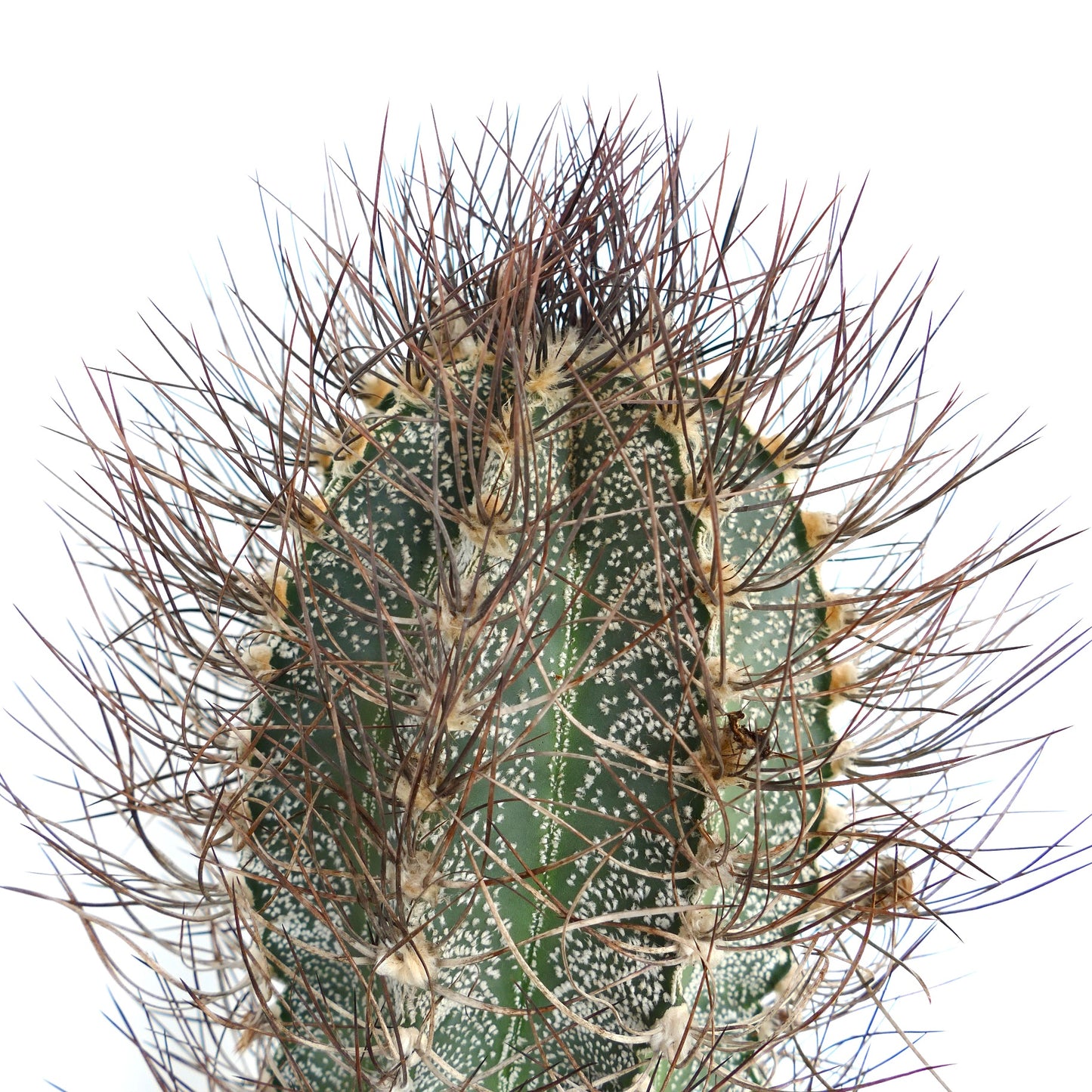 Astrophytum capricorne (south of Mina, Nuevo León) CRA11