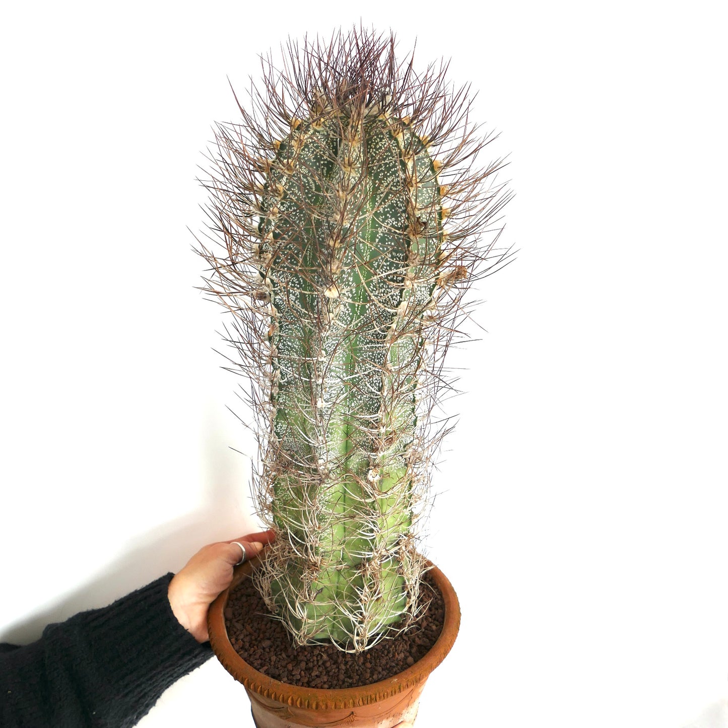 Astrophytum capricorne (south of Mina, Nuevo León) CRA11