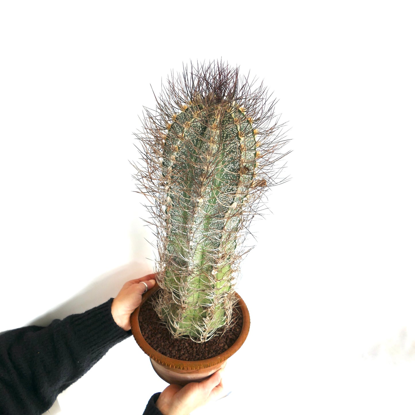 Astrophytum capricorne (south of Mina, Nuevo León) CRA11