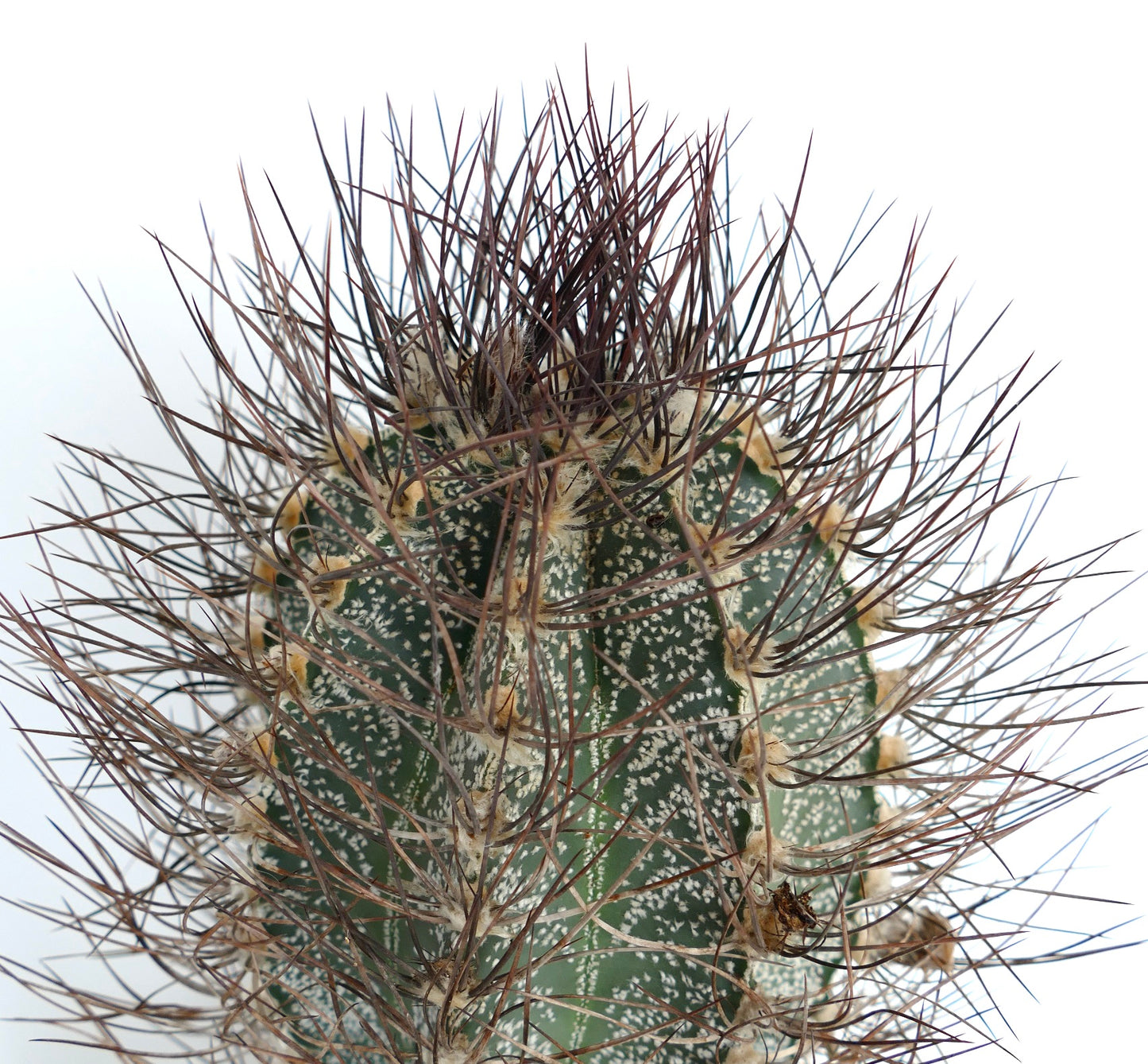 Astrophytum capricorne (south of Mina, Nuevo León) CRA11