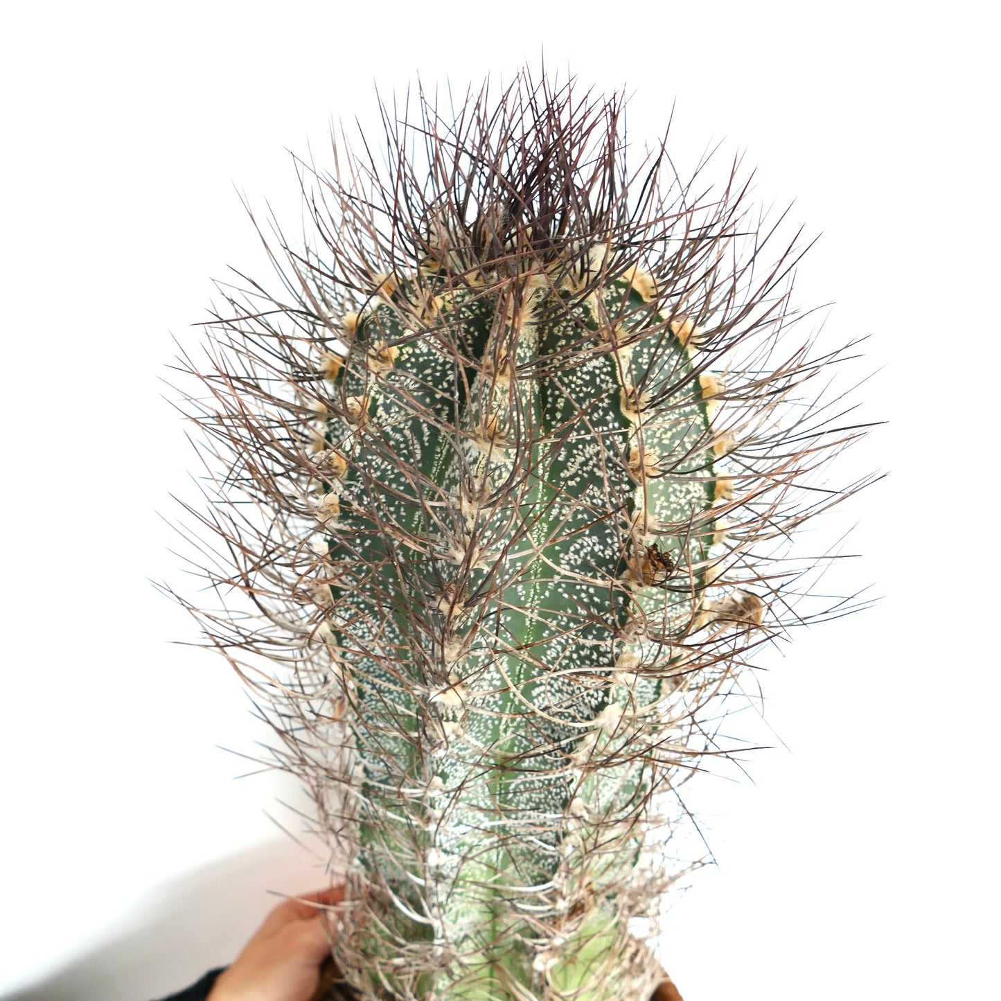 Astrophytum capricorne (south of Mina, Nuevo León) CRA11