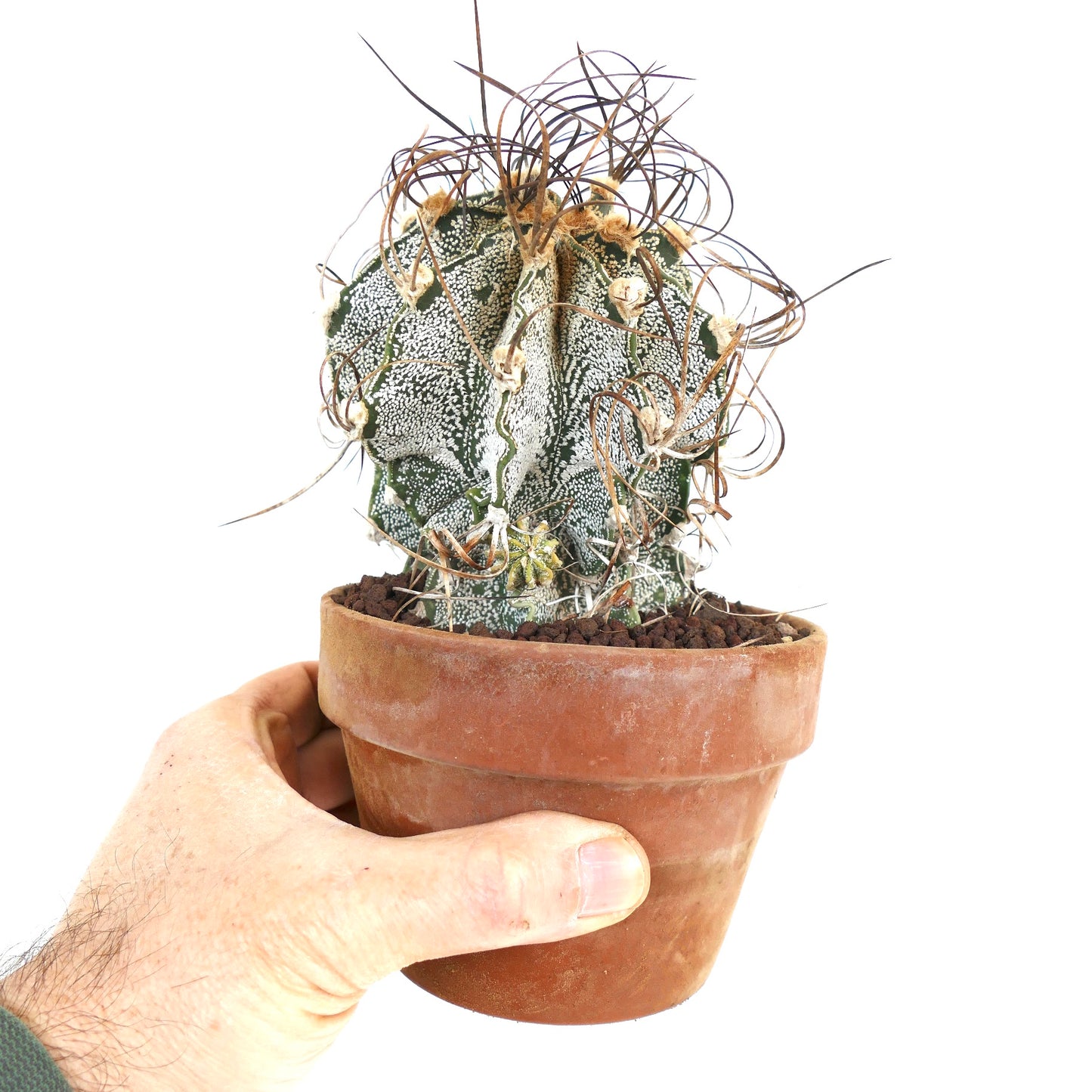 Astrophytum capricorne var. niveum UNROOTED (BIS610)