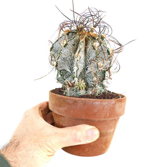 Astrophytum capricorne var. niveum UNROOTED (BIS610)