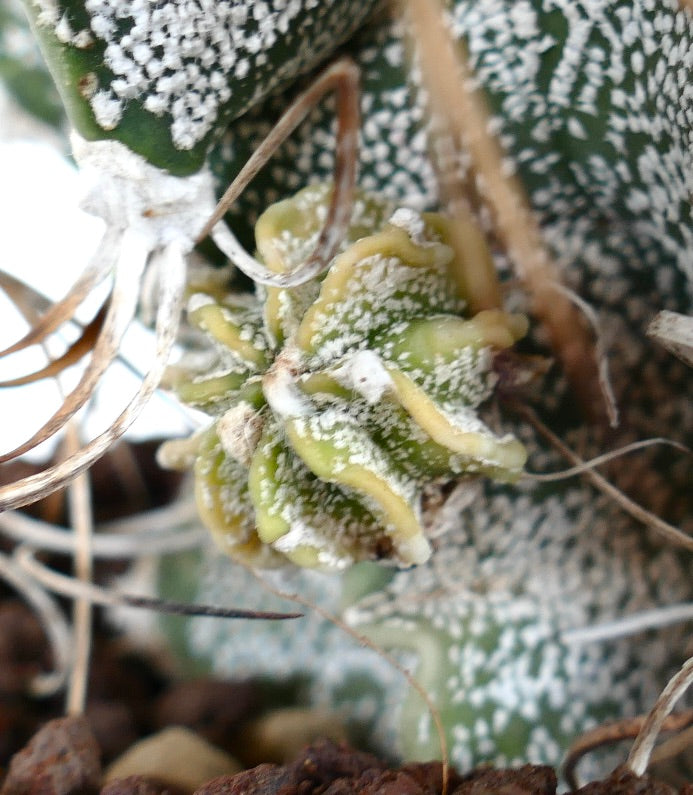 Astrophytum capricorne var. niveum UNROOTED (BIS610)