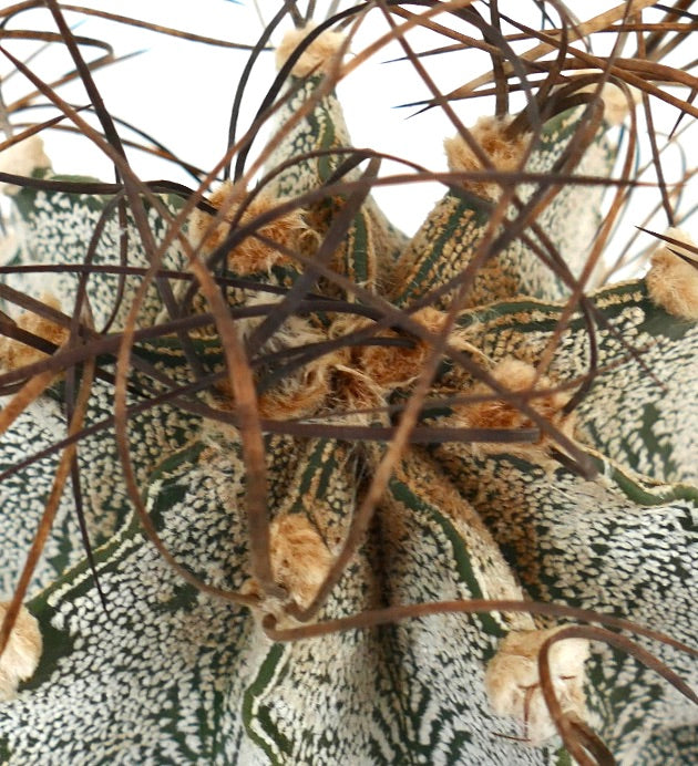 Astrophytum capricorne var. niveum UNROOTED (BIS610)