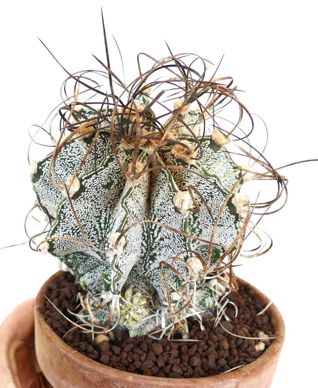 Astrophytum capricorne var. niveum UNROOTED (BIS610)